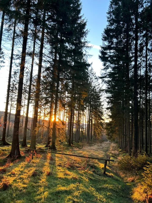 Zonlicht tussen de bomen in de Hoge Venen